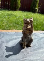 Picture Jasper Cat