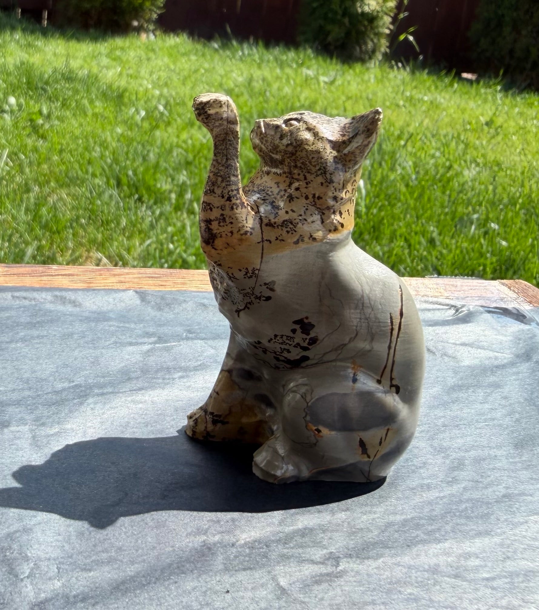 Picture Jasper Cat