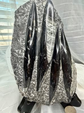 Stunning Large Polished Stone Slab with Ancient Sea Tube Patterns + Display Stand