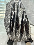 Stunning Large Polished Stone Slab with Ancient Sea Tube Patterns + Display Stand