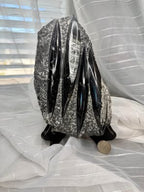 Stunning Large Polished Stone Slab with Ancient Sea Tube Patterns + Display Stand
