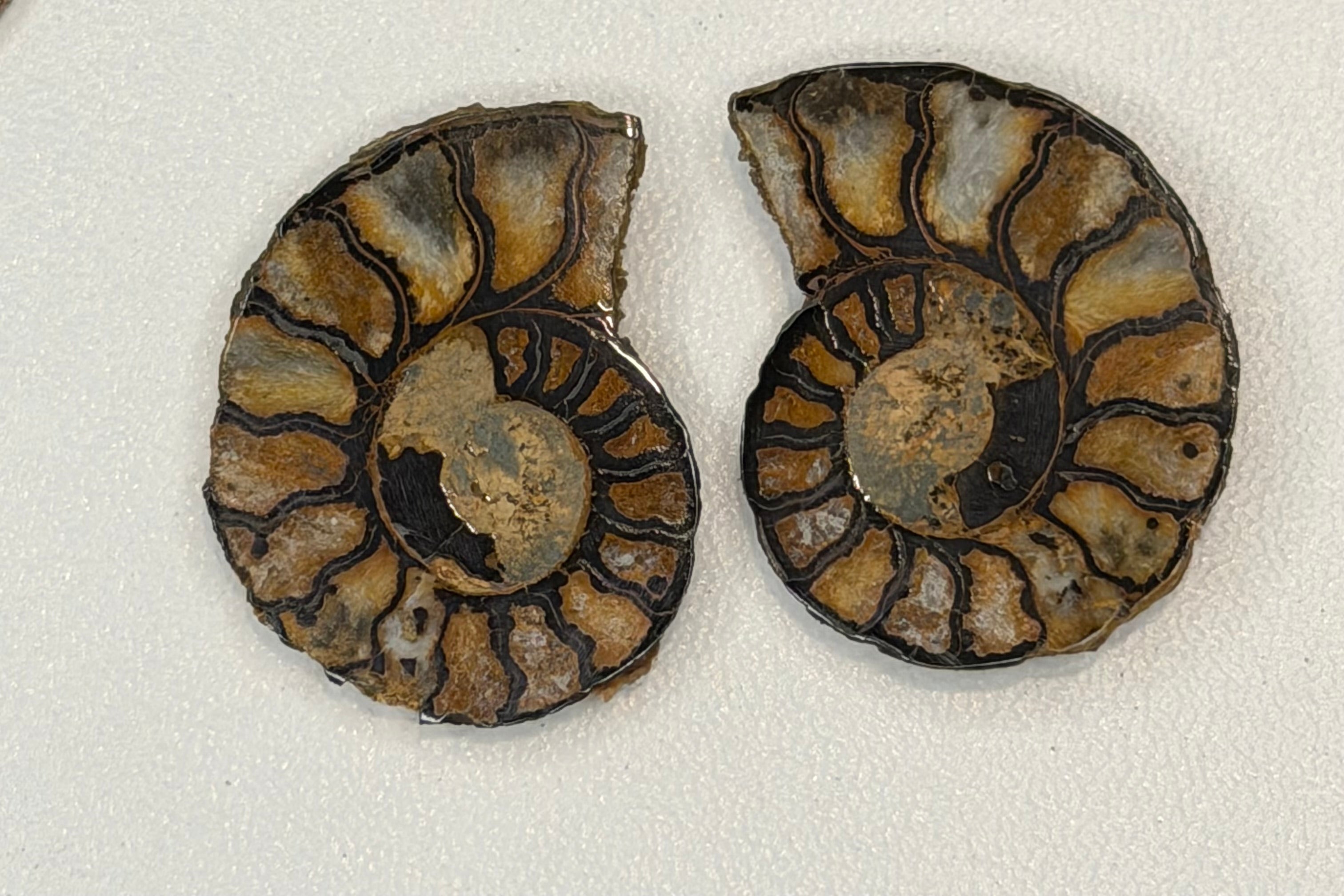 Ammonite Fossil Halves Pair
