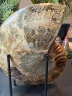 Ammonite Fossil Pair
Specimens