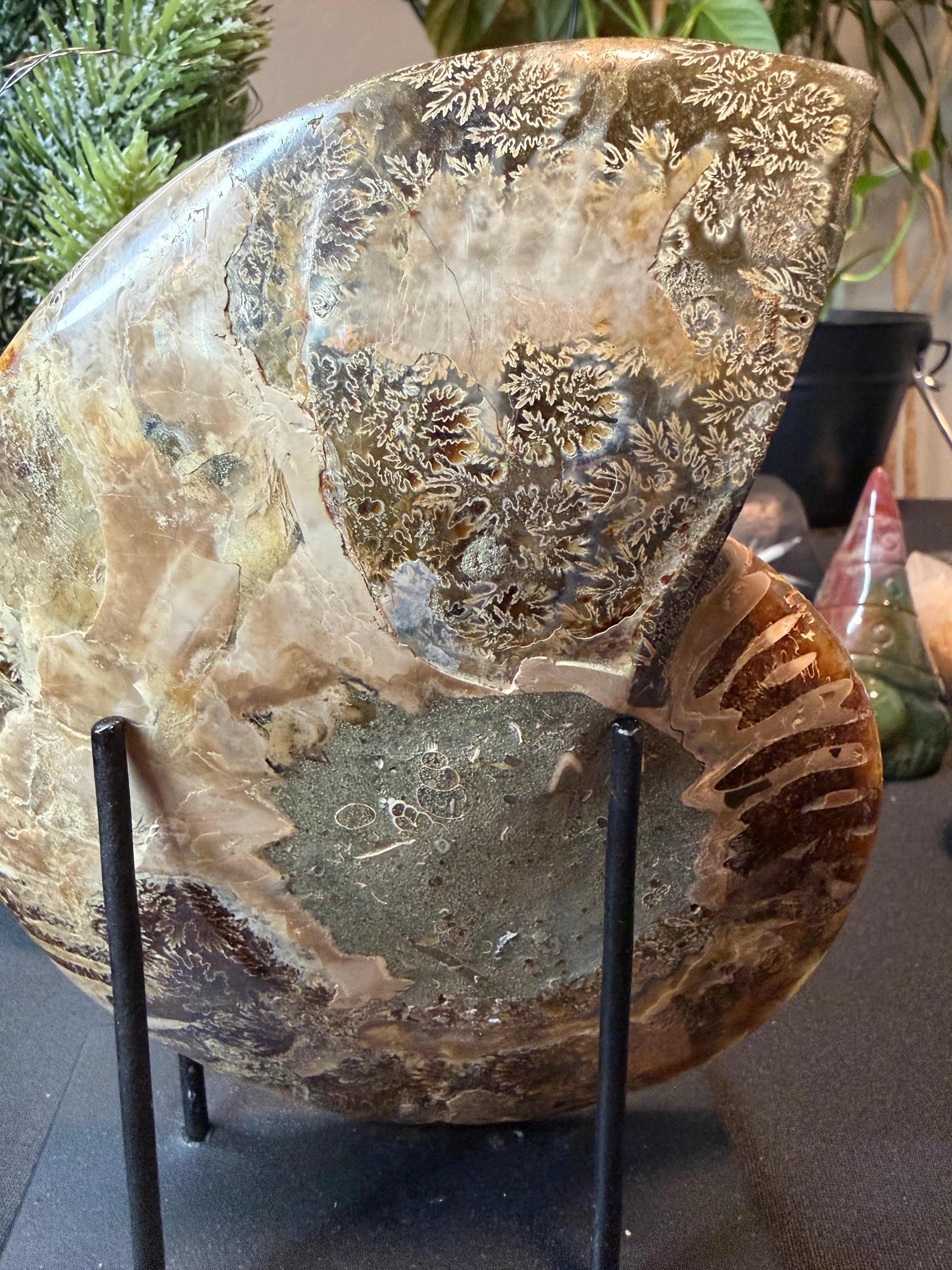 Ammonite Fossil Pair
Specimens