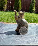 Picture Jasper Cat