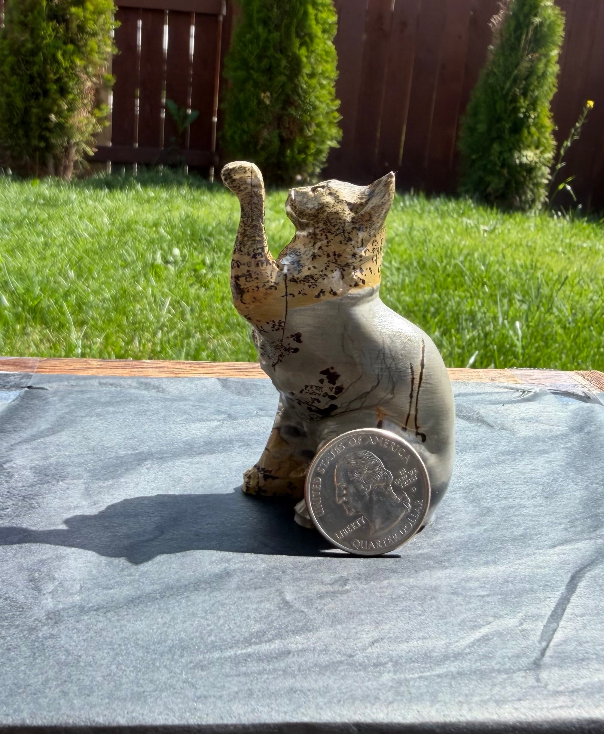 Picture Jasper Cat