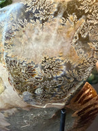 Ammonite Fossil Pair
Specimens