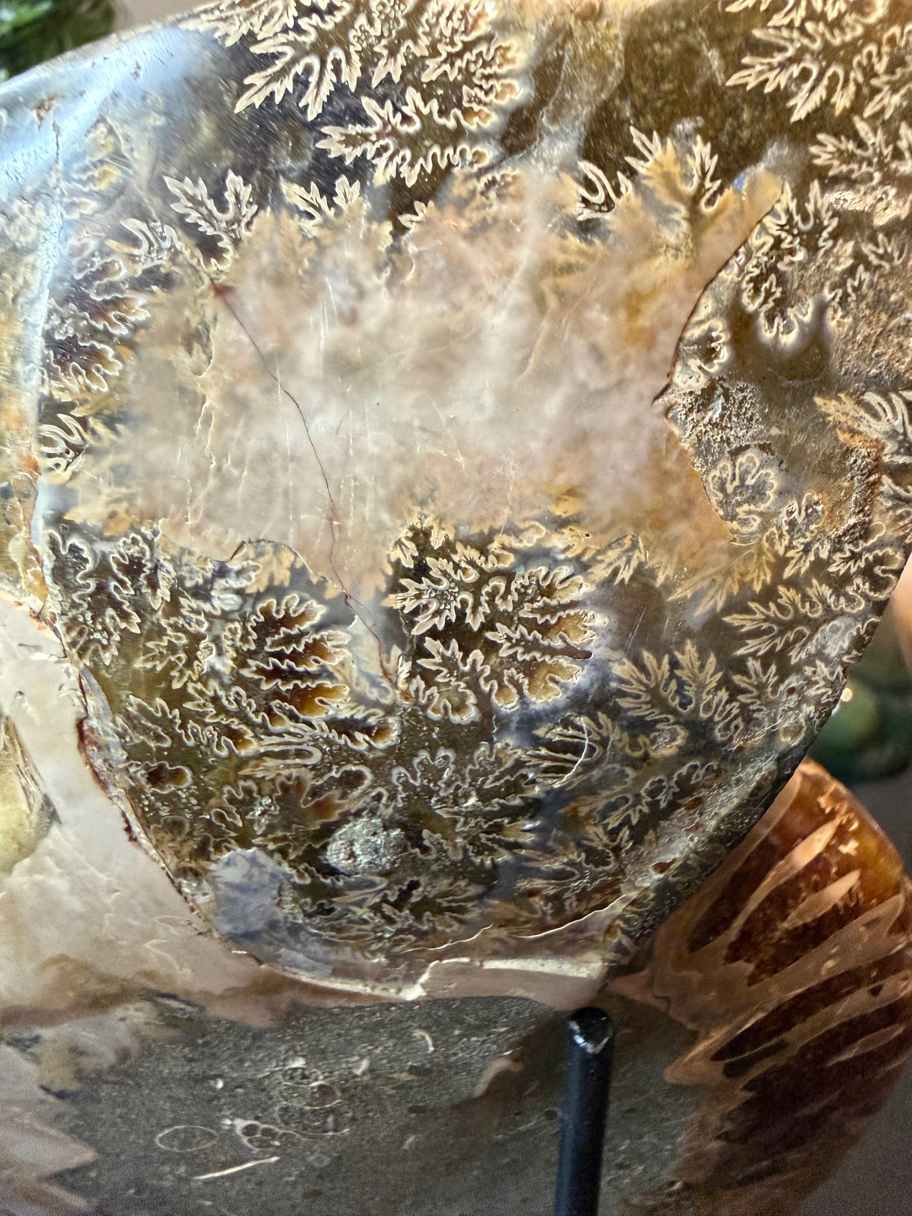 Ammonite Fossil Pair
Specimens