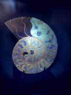 Ammonite Fossil Pair
Specimens