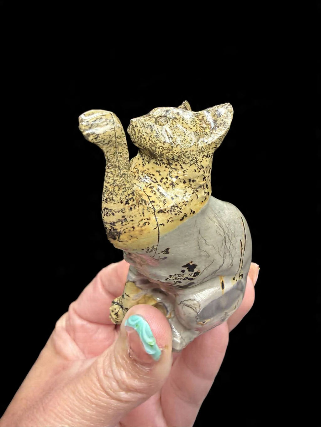 Picture Jasper Cat