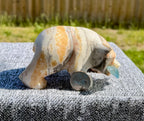 Zebra Calcite Grizzly Bear with Blue Onyx Fish - Banded Calcite Carving