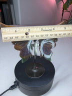 Ocean Jasper Butterfly Wings