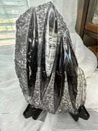 Stunning Large Polished Stone Slab with Ancient Sea Tube Patterns + Display Stand