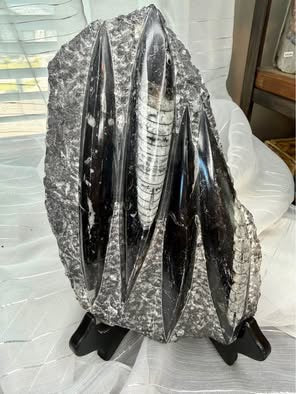 Stunning Large Polished Stone Slab with Ancient Sea Tube Patterns + Display Stand