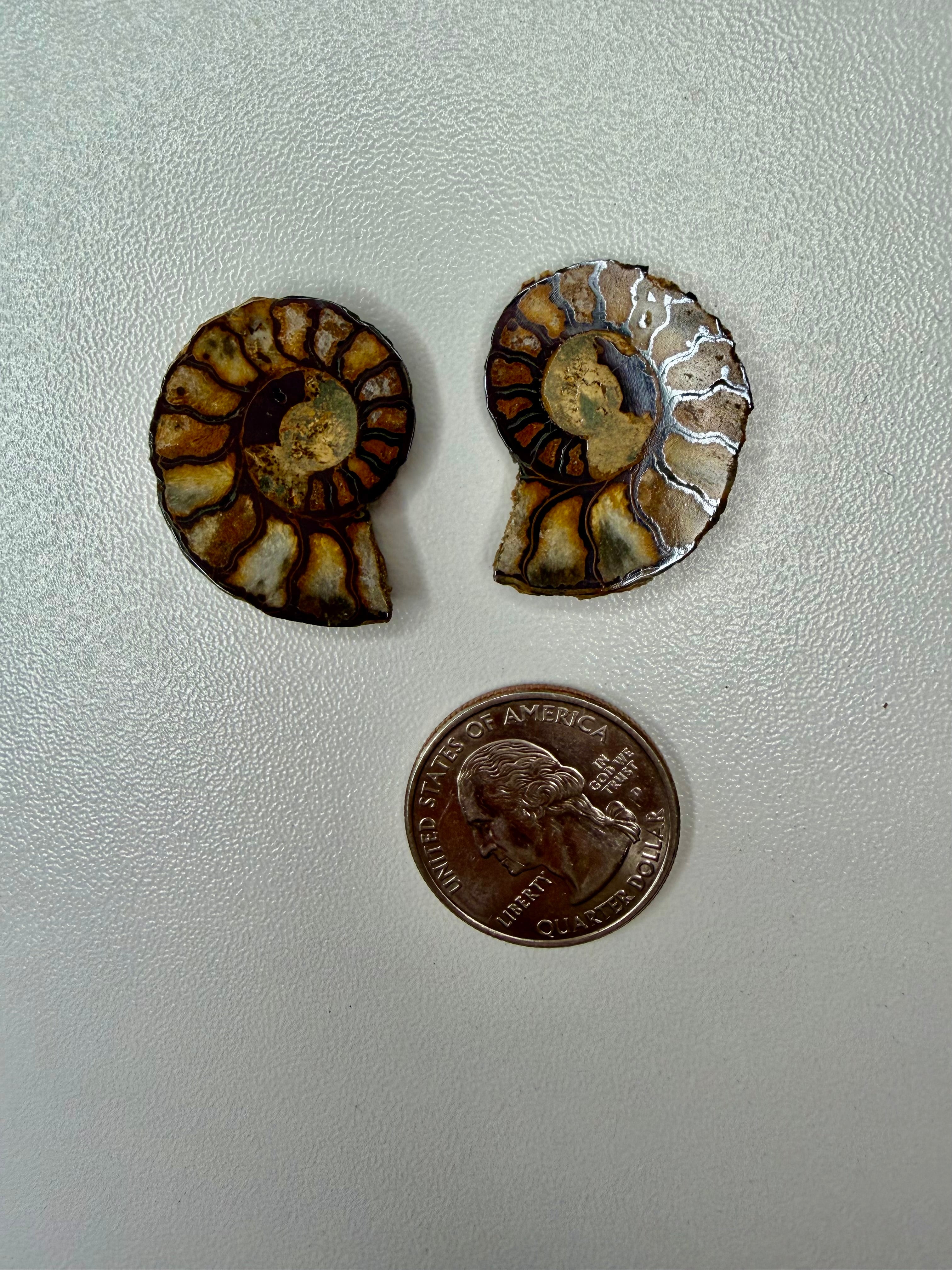 Ammonite Fossil Halves Pair