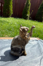 Picture Jasper Cat