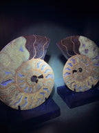 Ammonite Fossil Pair
Specimens