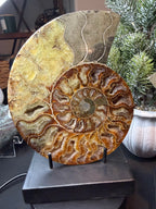 Ammonite Fossil Pair
Specimens