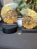 Ammonite Fossil Pair
Specimens