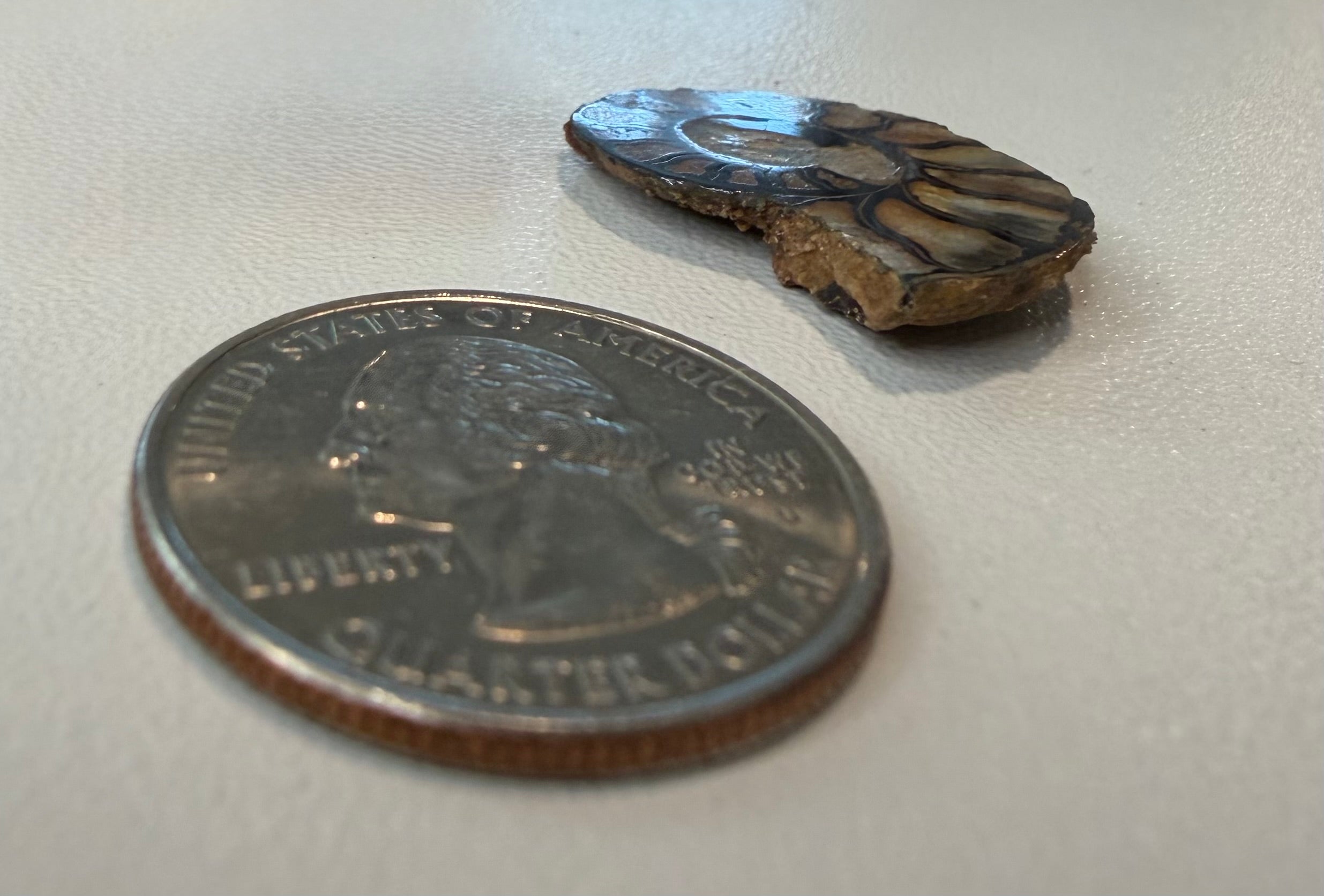 Ammonite Fossil Halves Pair