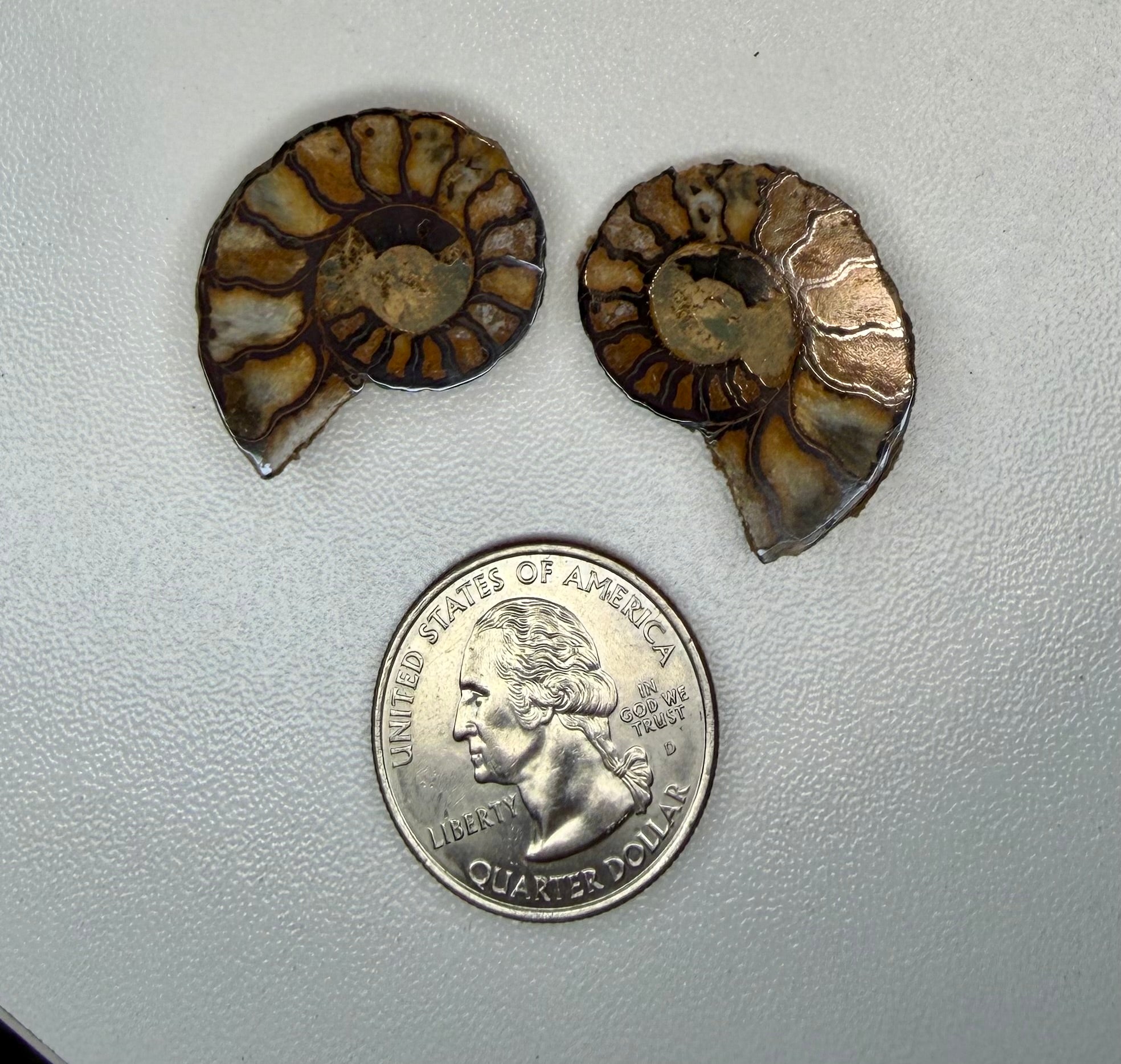 Ammonite Fossil Halves Pair