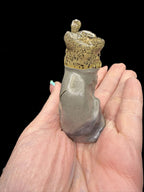 Picture Jasper Cat
