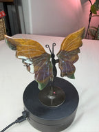 Ocean Jasper Butterfly Wings