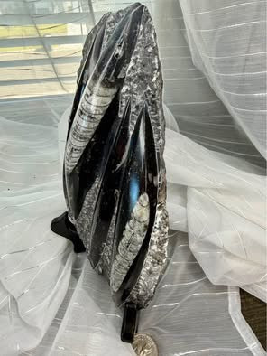 Stunning Large Polished Stone Slab with Ancient Sea Tube Patterns + Display Stand