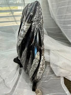Stunning Large Polished Stone Slab with Ancient Sea Tube Patterns + Display Stand