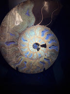 Ammonite Fossil Pair
Specimens