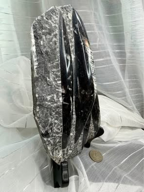 Stunning Large Polished Stone Slab with Ancient Sea Tube Patterns + Display Stand