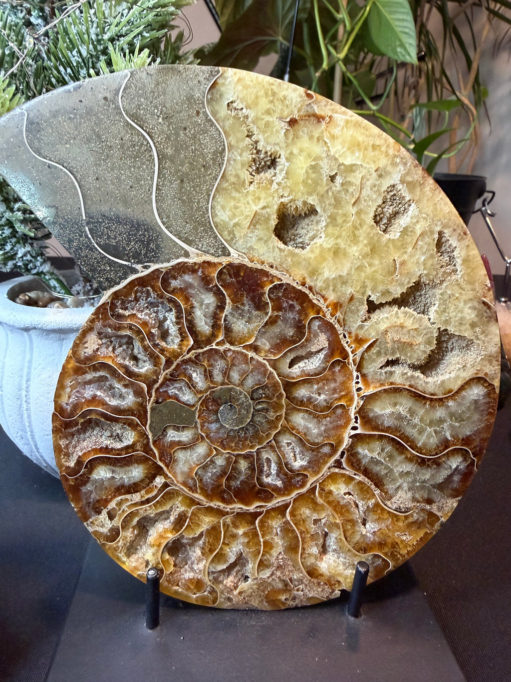 Ammonite Fossil Pair
Specimens