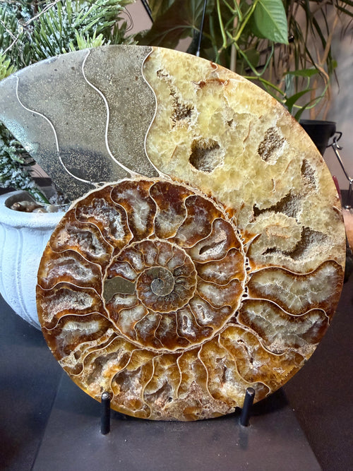 Ammonite Fossil Pair
Specimens