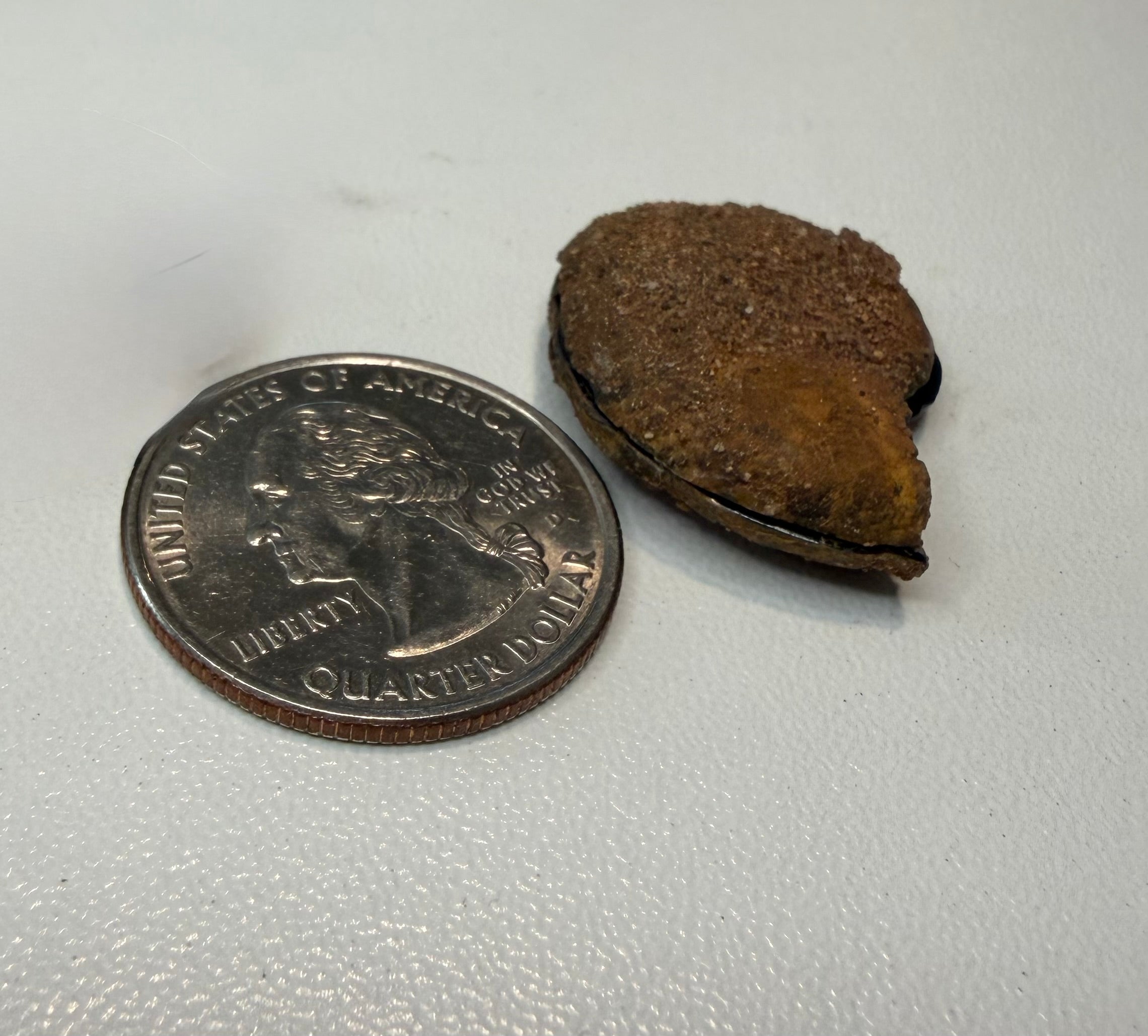 Ammonite Fossil Halves Pair