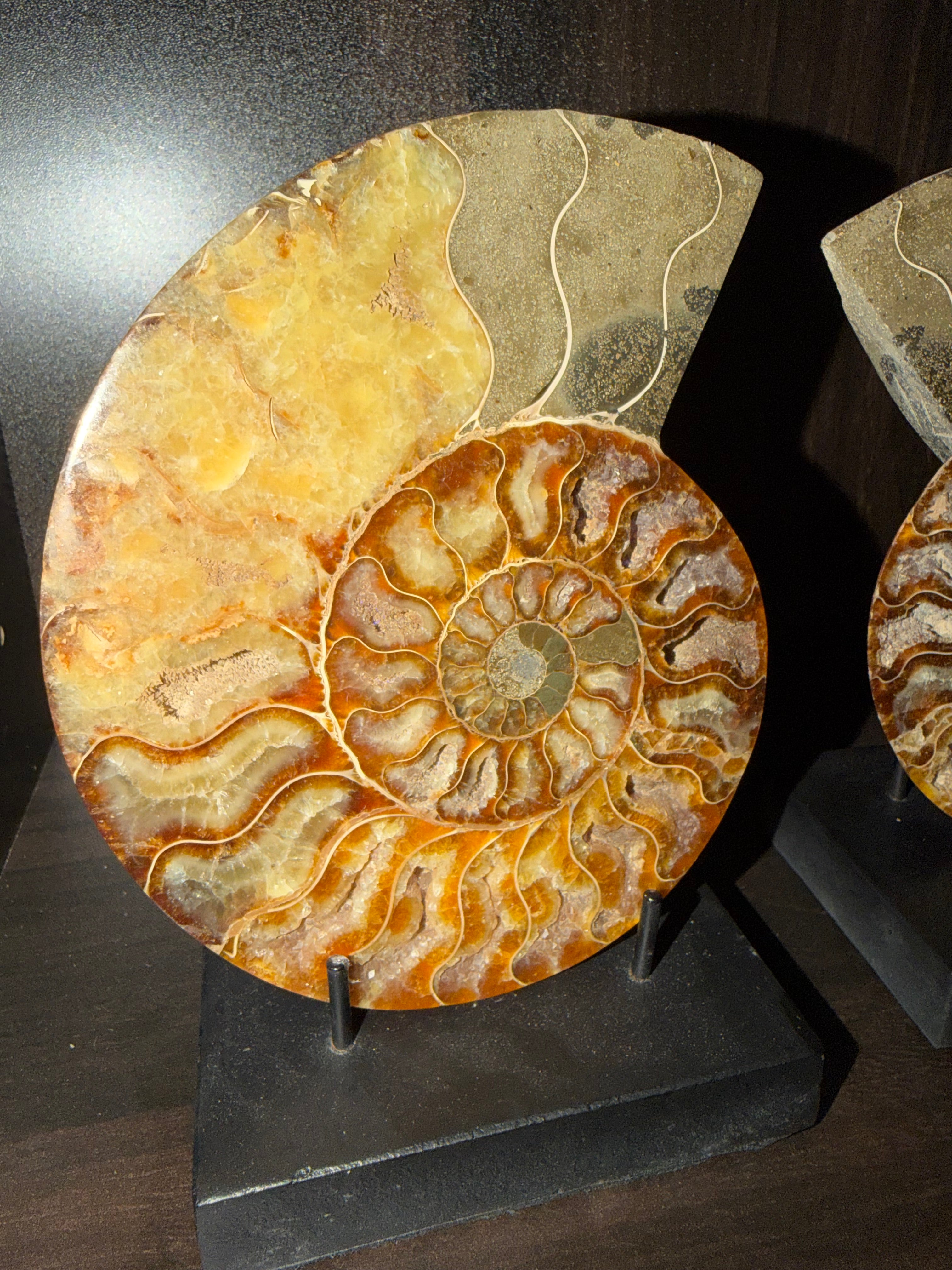 Ammonite Fossil Pair
Specimens