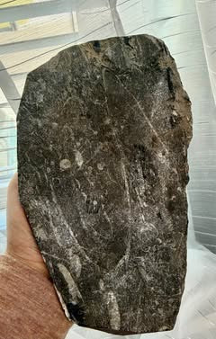 Stunning Large Polished Stone Slab with Ancient Sea Tube Patterns + Display Stand